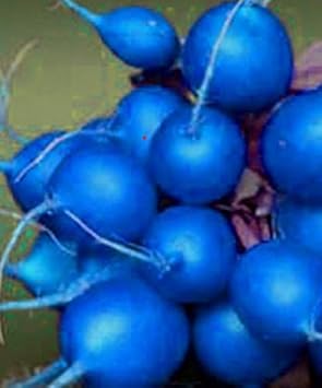 Blue Radish Seeds for Planting - 100 pcs